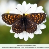 melitaea caucasogenita bakuriani male 1